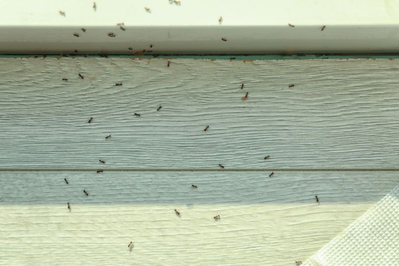 Ant Control Service in Arlington, TX