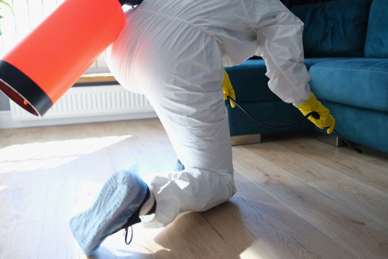 Beetle Removal in Frisco, TX