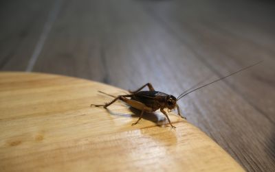 Cricket Control Service in Frisco, TX