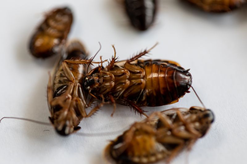 Cockroaches