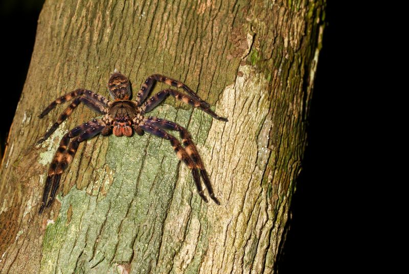 Spider Extermination