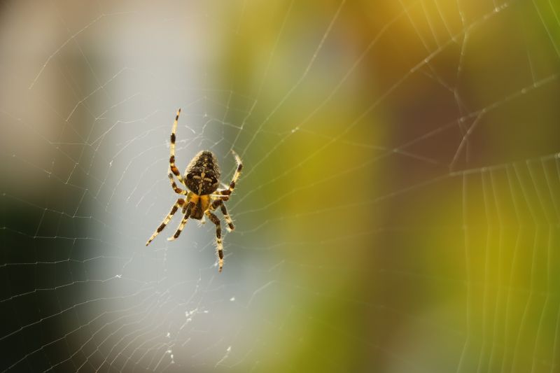 Summer Spider Activity