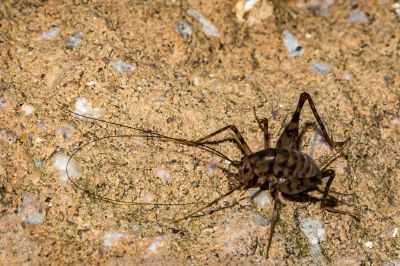 Spring Spider And Cricket Prevention Tips For Homeowners