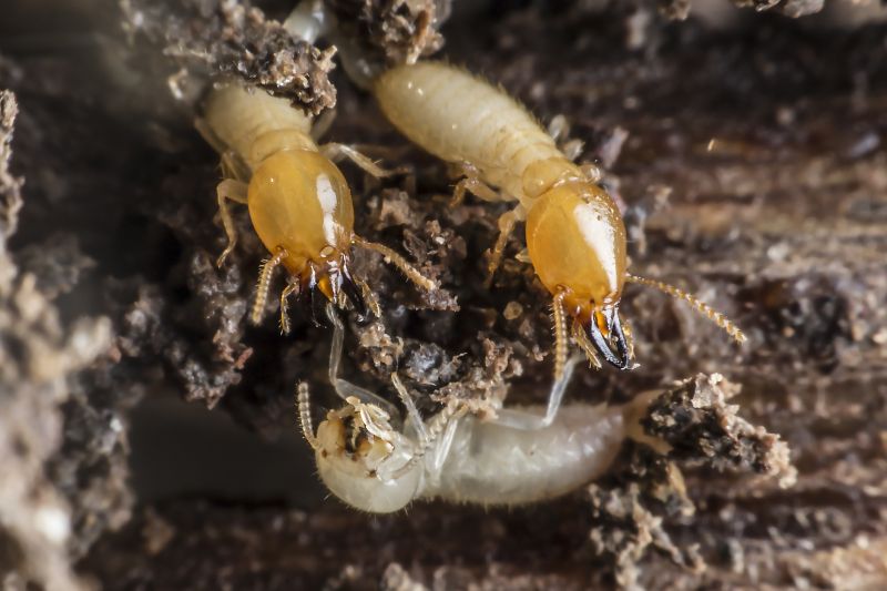 Winged Termite Extermination in Frisco, TX